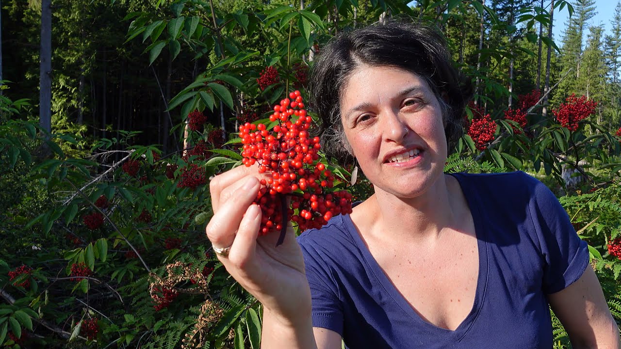 Red elderberry (Sambucus racemosa) - YouTube