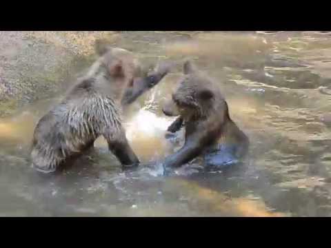 Fighting Bear Cubs
