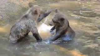 Fighting Bear Cubs