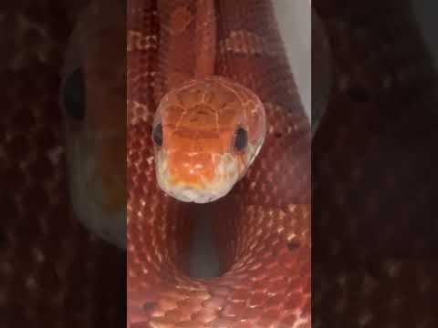 ヘビを遠ざけるにはどうすればいいですか？爬虫類から身を守るための 100% 天然のヒント  庭園