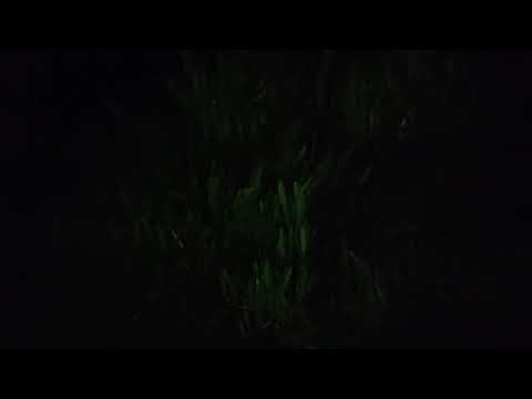 Oceanía del Polonio 17 de enero de 2026_3