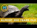 This Tortoise Is Reportedly The Oldest Living Land Animal In The World Your Morning