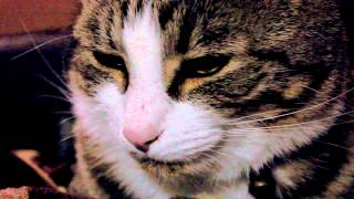 Lose Lose by The Abramson Singers