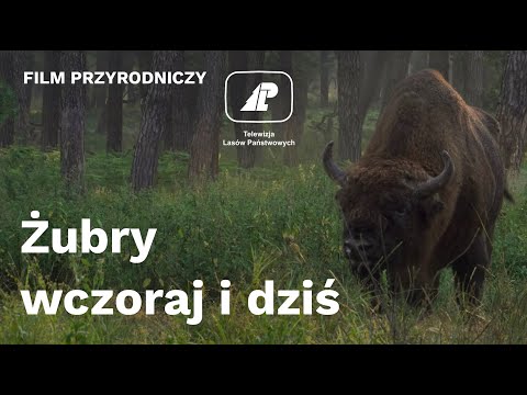Żubry wczoraj i dziś - czyta Krystyna Czubówna