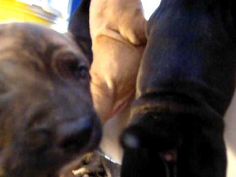 cachorros pitbull jazmina x mapuche 7/2011