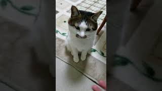 猫　お手