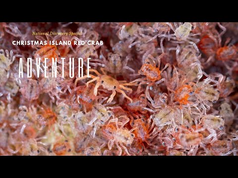 Christmas Island red crab ADVENTURE 2023