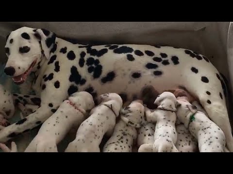 Real-Life 101 Dalmatians Record Litter