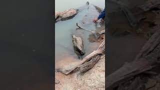 Download lagu Kayu alam apik, gratis untuk aquascape tinggal ambil #aquascape #shorts #shortse mp3