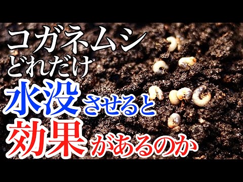 家庭菜園でコガネムシの幼虫を駆除するにはどうすればよいですか?識別および制御ソリューション  庭園