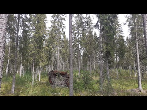 Vanha kuusikko jatkuvassa kasvatuksessa / pieleen(kö) meni?