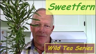 Wild Tea Series - Sweetfern