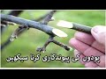 Grafting Techniques In Fruits And Vegetable Plants پیوندکاری کا طریقہ کار