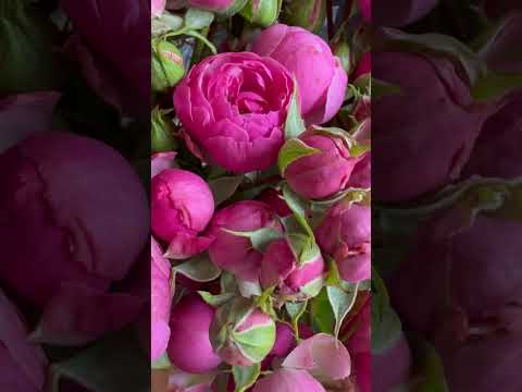 Favorite flowers🌸🫶🏻❤️