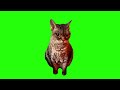 Cat Angry Annoyed Green Screen
