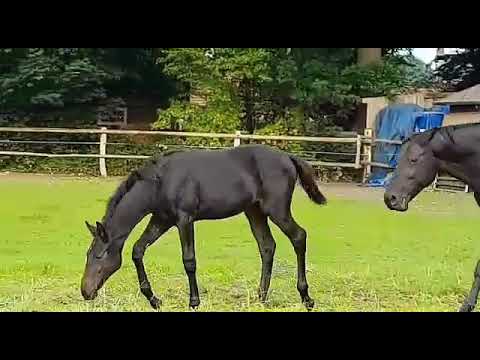 Diacontinus x Contendro