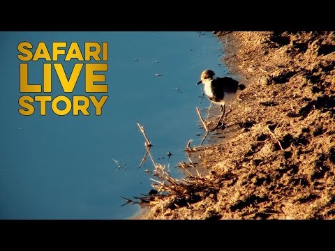 Finding Scoobert the little lapwing