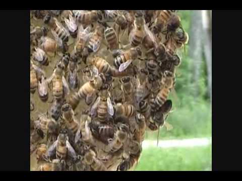 Dave's Bees - Queen Lays An Egg
