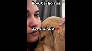 Piscou = perdeu 😂🐶#engraçado #cachorro #shorts
