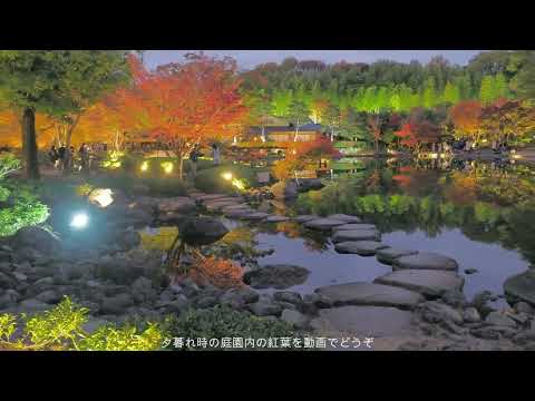 Parque Showa Kinen en noviembre: paseo nocturno de otoño por el jardín japonés