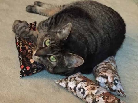 DIY Catnip Cat Toy - A Super Easy Cat Pillow Kicker