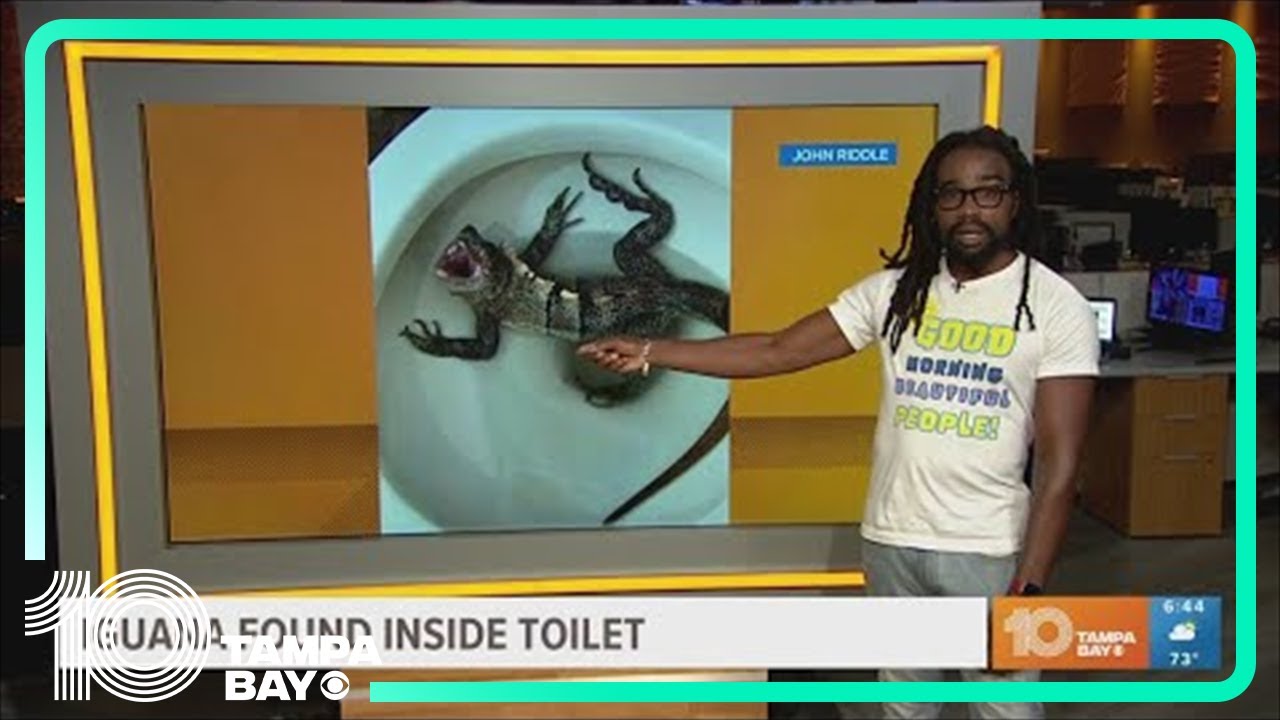 Florida man finds massive hissing iguana in his toilet