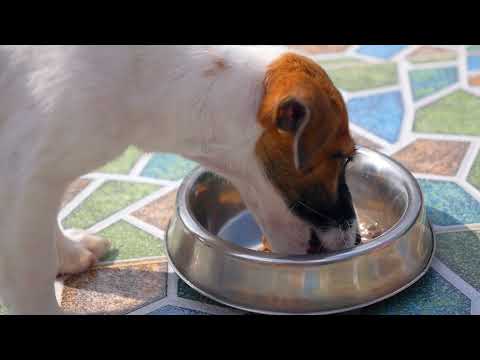 Are Your Pets Causing a Pest Infestation in Your Home?