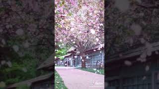 Download lagu Story wa Bunga sakura mp3 Download lagu Story wa Bunga sakura mp3