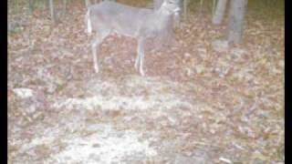 preview picture of video 'big ol bucks guided hunts in north carolina'