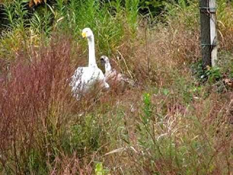 白鳥、アヒル、ガチョウの違い