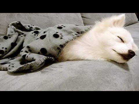 Top 10 Dog Bed Blankets You Can Buy  June 2023