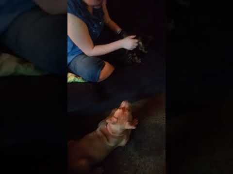 Dog gets attack by a cat.