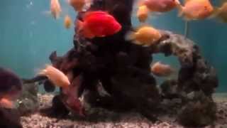 preview picture of video 'Aquarium Gembira Loka Zoo Yogyakarta'