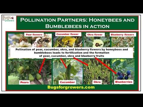 Pollination Partners: Honeybees and Bumblebees in action