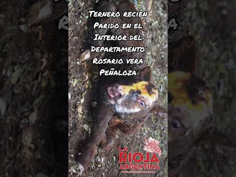 TERNERO recién parido en el interior del DEPARTAMENTO ROSARIO VERA PEÑALOZA / Año 2016 #shorts