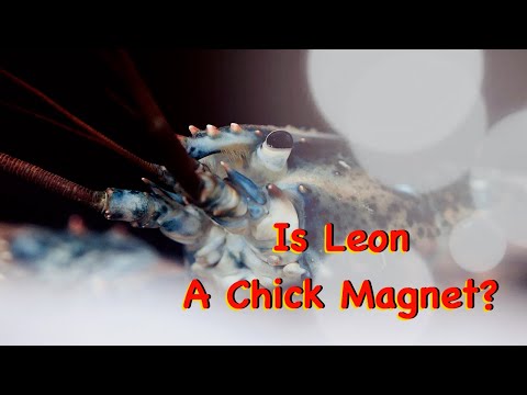 Is Leon A Chick Magnet?