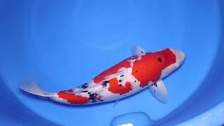 video van Meerstaps Sanke SA-V25-0381