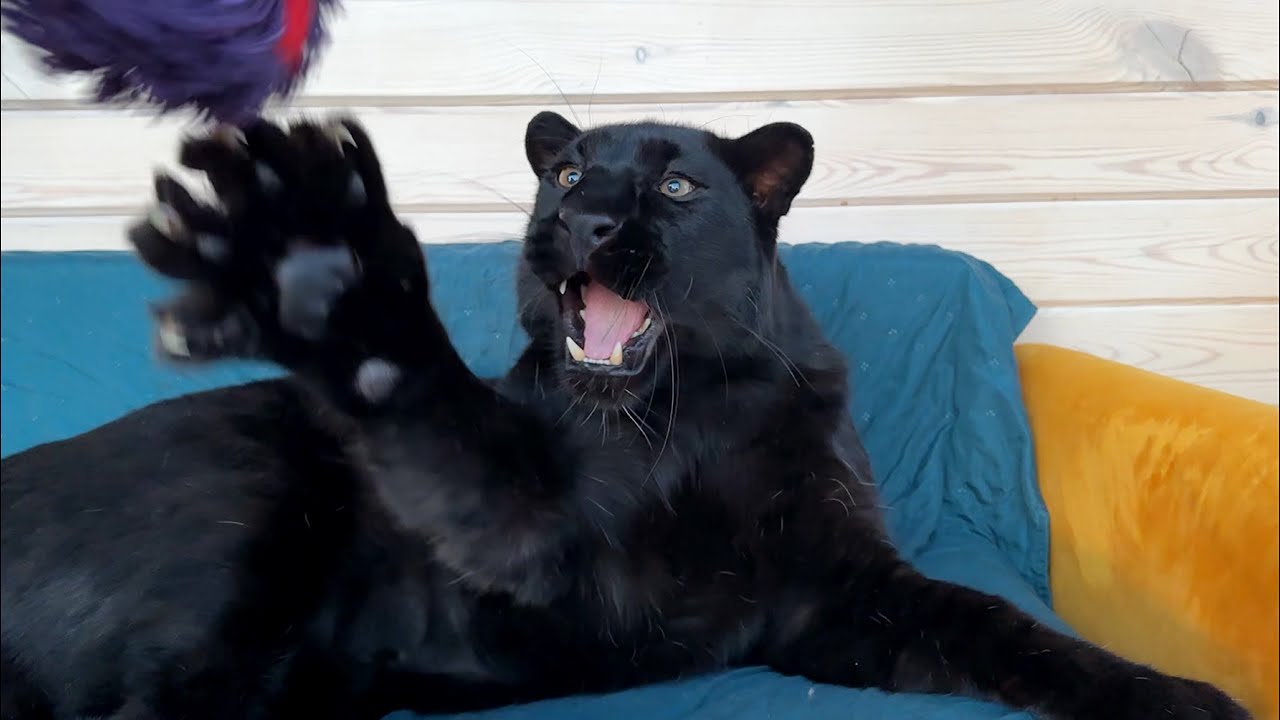 Couch Fight between Luna the Panther and Venza 😱😂(ENG SUB)