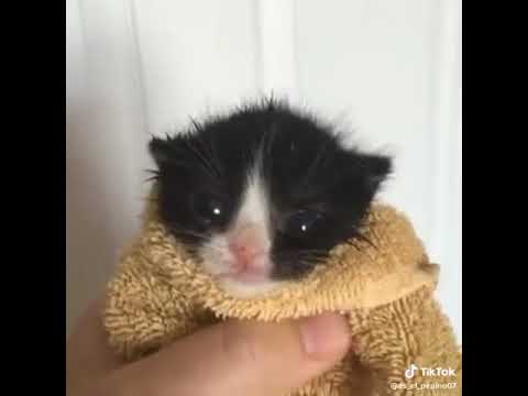 mi mamá me trajo papitas y taco