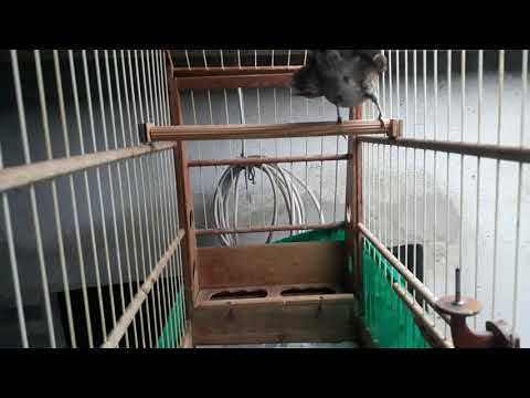 Femea de Sabiá Barranqueira Pedindo Gala para foguear macho