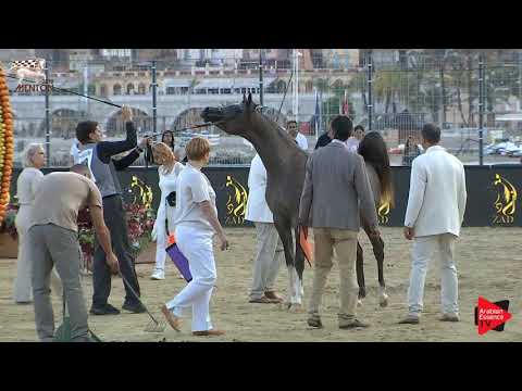 N.118 SHAREEM RC - Menton 2019