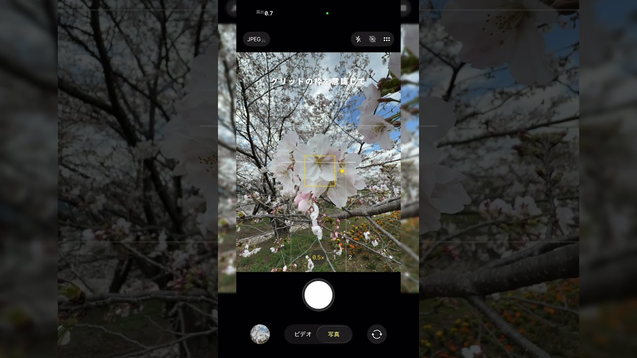 iPhoneで桜を綺麗に撮る方法3選 #iphone #スマホカメラ #写真の撮り方