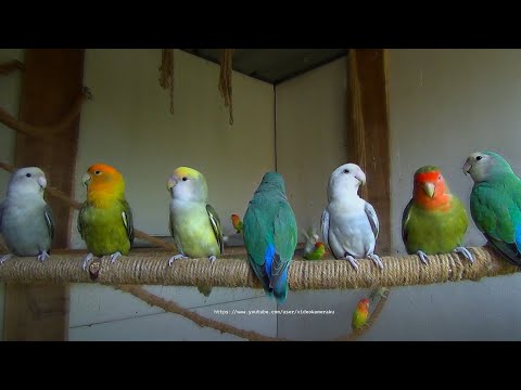 Peach-faced Lovebirds - August 2023 - No Nestbox