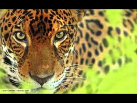 Caçador do Ivinhema - Tião Carreiro e Pardinho