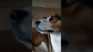 Download lagu meme kk, #memekk #meme #dog mp3