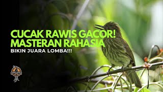 Download lagu CUCAK RAWIS GACOR! Masteran Rahasia Bikin Juara Lomba mp3 Download lagu CUCAK RAWIS GACOR! Masteran Rahasia Bikin Juara Lomba mp3