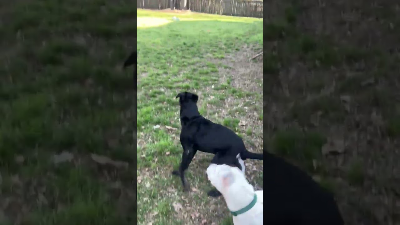 Enlarge Koa, a ADOPTABLE mixed breed in Warrington, PA video 6/6