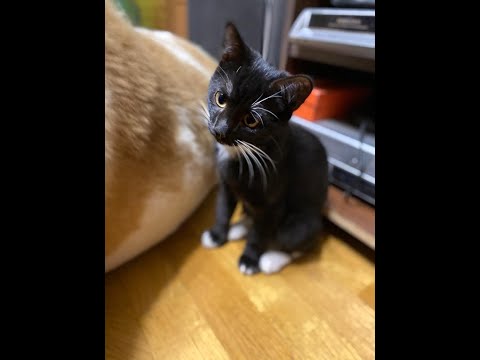 Кот Василий   Начало. cat vasily. 猫瓦西里. बिल्ली वसीली