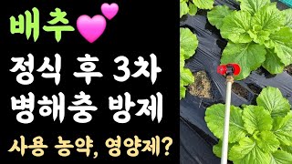 배추???? 정식 후 3차 병해충 방제???? 사용농약 및 영양제?