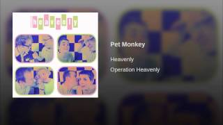 Pet Monkey